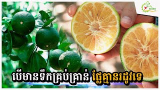 ក្រូចក្រសាំង១ដើមឲ្យផល 200kg មិនពិបាកថៃ ឲ្យតែមានទឹក ចេញផ្លែគ្មានរដូវពេញ១ឆ្នាំ