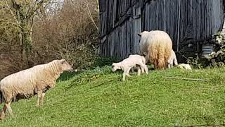 Young lambs frolicking around their mothers