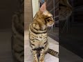 こっちを見つめるマシュ... ベンガル猫 猫