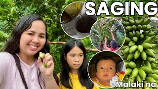 NAGTIBA NG SAGING NA SEÑORITA | GUMAWA NG GUAVA TEA | MALAKI NA ANG BABY SISTER NI TALAMBO|vlog#665