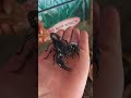 the friendly black asian forest scorpion 🦂🤲 😃