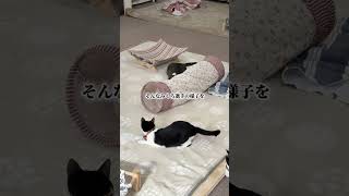 ミクロさんの日常。#保護猫