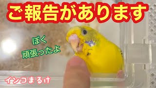 今日は、ご報告があります。〜胃腸炎になったインコの経過〜　【セキセイインコ】　Budgerigar.