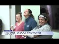 humane rescue alliance reaches goal over 100 dogs find foster homes