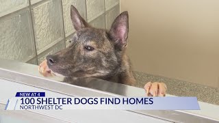 Humane Rescue Alliance reaches goal, over 100 dogs find foster homes