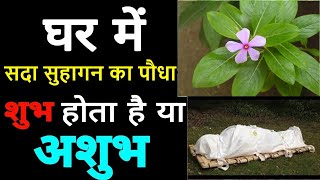 Always keep Suhagan \\perennial\\ plant in the house, auspicious or inauspicious! What does Shri Krishna say about the Barahmashi plant in the house?