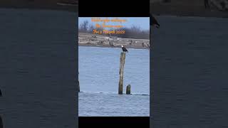 Bald eagles mating on the Fraser river Friday 3 March 2023 #wildvancouver #baldeagle #wildlife