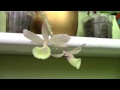 dendrobium pierardii apyllum cucullatum 사랑스러운 작은 난초입니다