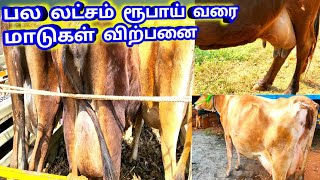 HF கறவை மாடுகள் குறைந்த விலையில் வேண்டுமா