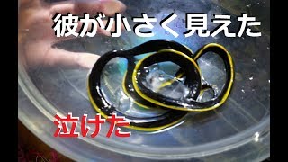 【海水水槽】90センチに成長したハナヒゲウツボ永眠