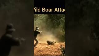 Wild boar attack the hunter #hunting #boarhunting #boar #wildboar #jagd #caza #chasse #domuz