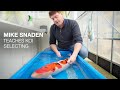 How do I Choose a Good Koi? (MASTERCLASS)