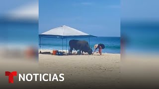 Una mujer es embestida por un toro... en una playa de México | Noticias Telemund