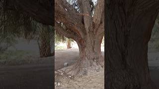 500-Year-Old Ancient Tree: A Majestic Wonder of Nature | Must-See!