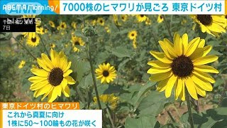 7000株のヒマワリが見ごろ　千葉・東京ドイツ村(2024年7月8日)