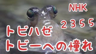 【自宅で2355】飼育してるミナミトビハゼで２３５５やってみたら可愛すぎた😆