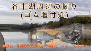 谷中湖周辺の掘り(河川のゴム堰付近)      秋の野ベラ釣り　尺ベラを求めて⁉️