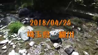 【テンカラ】埼玉県 槻川【ハイライト】