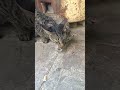 cat hunting a mouse 12 🐁😱 cat kills rat 🐀 billi cat billi shorts