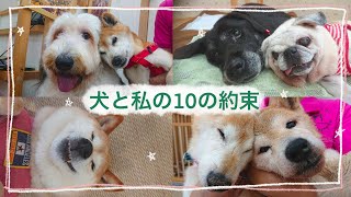 【老犬介護ホームメロー】犬と私の10の約束