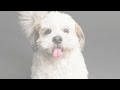 all about shih tzu pekingese mix aka shinese