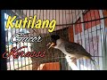 Suara Burung Kutilang Gacor Keras