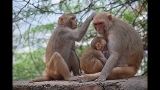 Monkey family | Monkey | baby monkey | hungry monkey