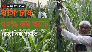 ৫০% কম খরচে ঘাস চাষের বৈজ্ঞানিক পদ্ধতি, ঘাস চাষের নিঞ্জা টেকনিক !!