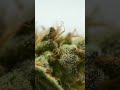 Close up flower dry time lapse P.K