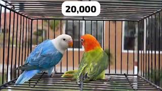 NS Aviary Sales || 100 +Commercial Pairs : Albino, Cremino, Decino, PaleFallow, Dunfallow, Dilutes…