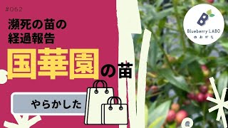 【3年生苗なのに】ブルーベリー苗をまたネットで購入｜瀕死の苗の経過報告