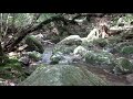 4k spectacular nature of yakushima island in kagoshima