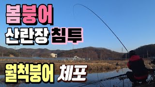 봄붕어 산란장 침투 월척붕어 체포/산란기 붕어낚시