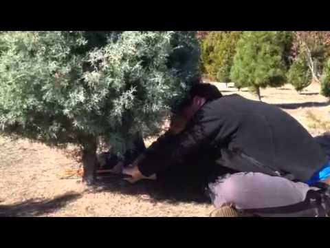 Cutting down the Christmas tree 2014 Cutting down the Christmas tree 2014