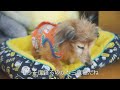 【18歳と15歳老犬カニンヘンダックスvlog】ヨタヨタやっと歩いてる様に見えるけど、大丈夫？ソラ