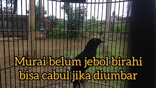 murai batu belum jebol birahi