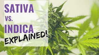 Cannabis Strains - Sativa vs Indica Explained!