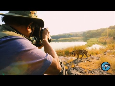 The Fight To Protect India's Tigers The Fight To Protect India's Tigers