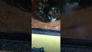 My Carebara Diversa Ant colony Escaped (part 2) #ants #shorts