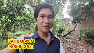 giá xoài đài loan hôm nay 20/1/2025