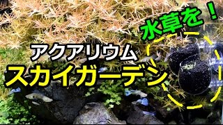 アクアリウム スカイガーデン　水草の水上葉から水中葉へ！