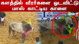 அலங்காநல்லூர் களத்தில் வீரர்களை ஓடவிட்டு மாஸ் காட்டிய காளை