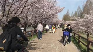 【2021春・桜】打上治水緑地公園〜小松病院裏まで / 桜吹雪が綺麗✨🌸病院裏は散歩したのが懐かしい…