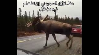 حيوان الأيل بالسويد moose in Sweden