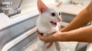 Kitten's first bath