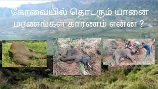 கோவையில் தொடரும் யானை மரணங்கள் காரணம் என்ன? Is Kovai a Graveyard for  Elephants  ?