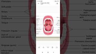 #structure of mouth