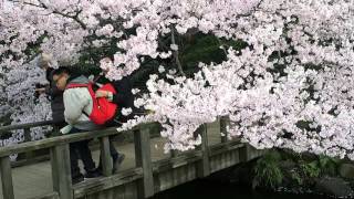 新宿御苑　外国人観光客が多い　花冷えの桜　２０１６．３．２４　Sakura Shinjuku Gyoen