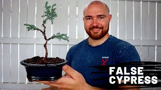 Making a new False Cypress Bonsai | Chamaecyparis Pisifera 'Boulevard'