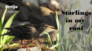 My new neighbors are moving in / Starlings are nesting in  my roof